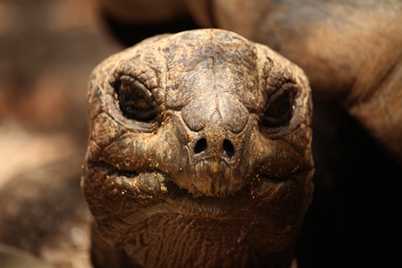 Turtle close up in the Indian Ocean