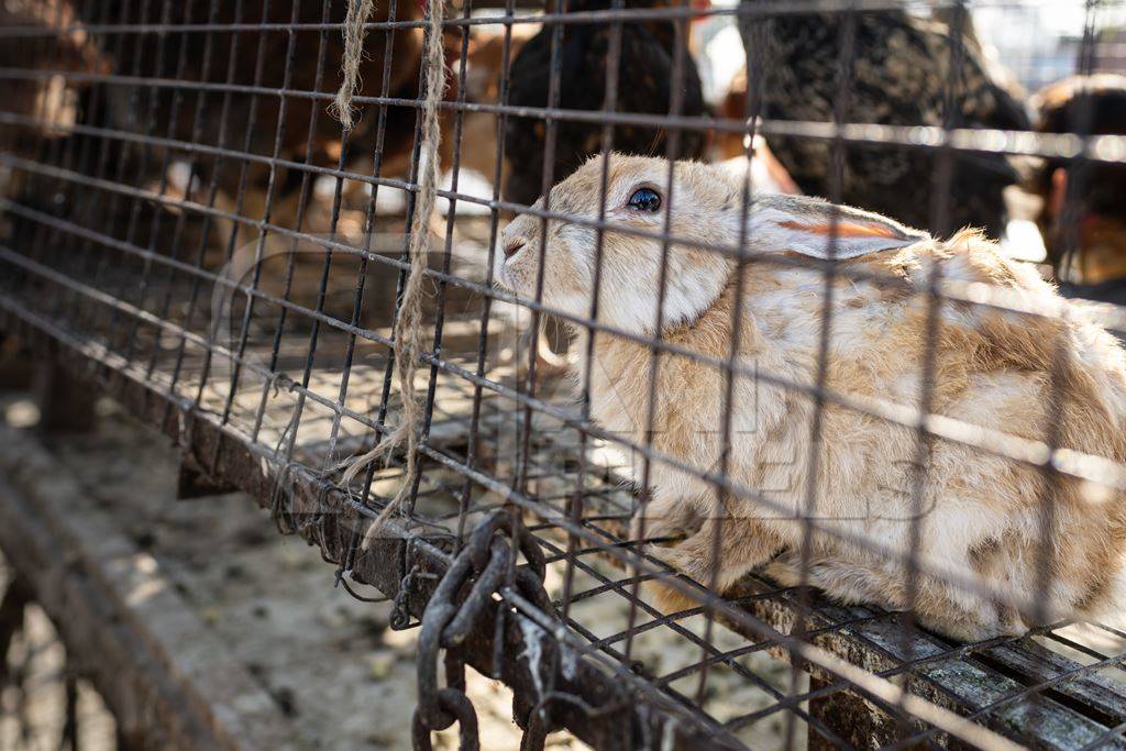 Rabbit in a cage with chickens on sale at Junna Bazaar animal market, Pune, India, 2024