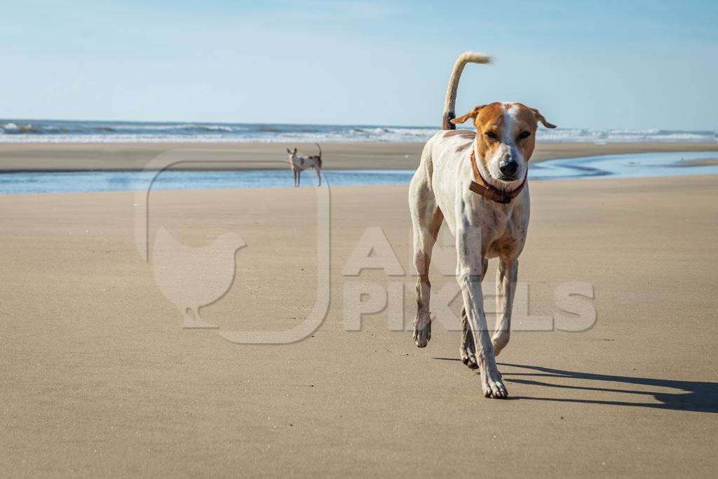 Beach dog on sandy beach in Goa also stray dog or street dog