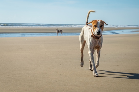 Beach dog on sandy beach in Goa also stray dog or street dog