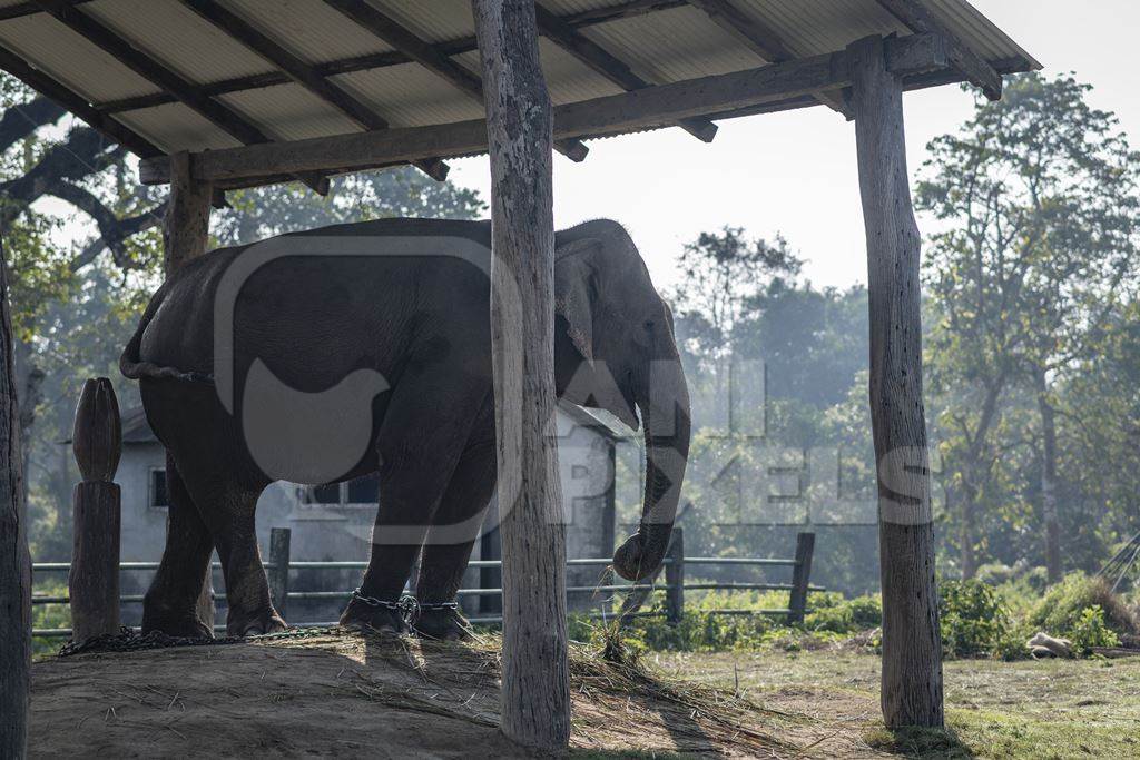 An adult Nepali elephant is chained up at Chitwan Elephant Breeding Centre, Chitwan, Nepal