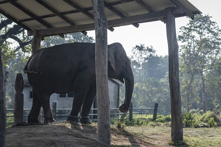 An adult Nepali elephant is chained up at Chitwan Elephant Breeding Centre, Chitwan, Nepal