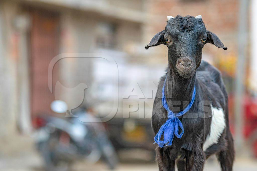 Black goat with blue ribbon in village in rural Bihar