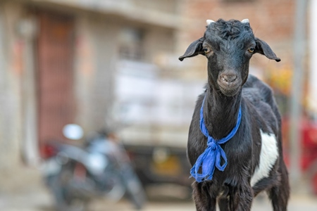 Black goat with blue ribbon in village in rural Bihar
