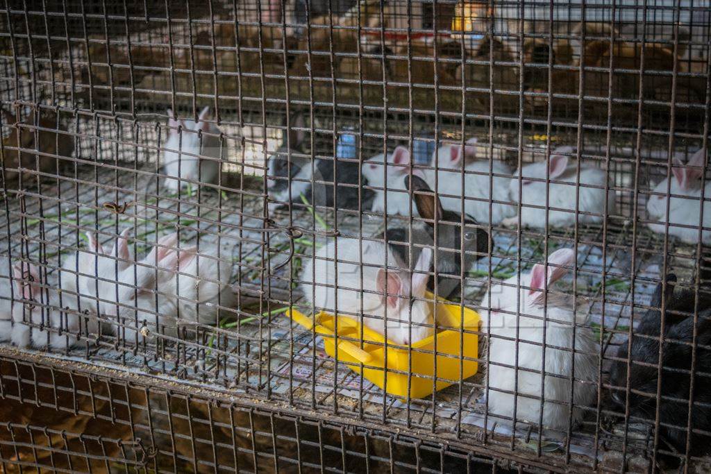 Rabbits in cage sold as pets at Crawford pet market in Mumbai