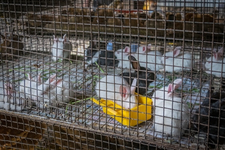 Rabbits in cage sold as pets at Crawford pet market in Mumbai