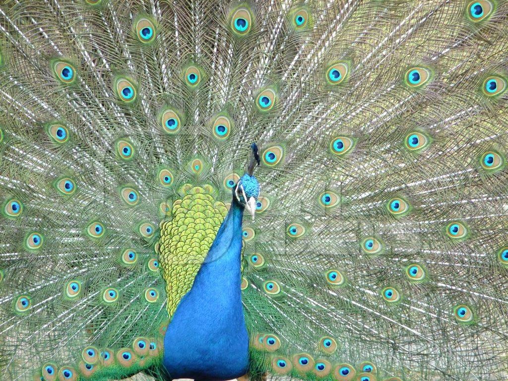 Beautiful blue peacock bird fanning his tail