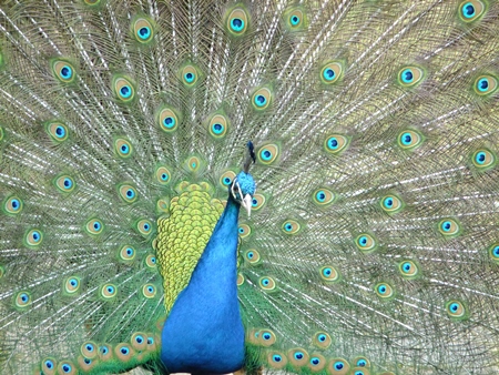 Beautiful blue peacock bird fanning his tail