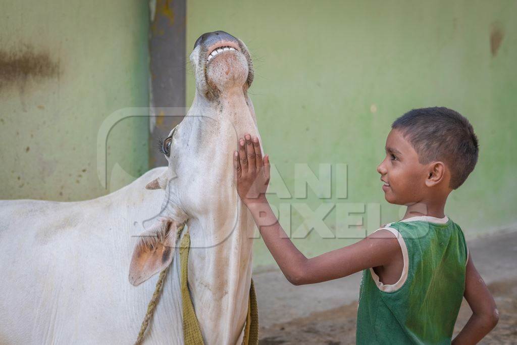 Boy stroking cow in village in rural Bihar with green wall background