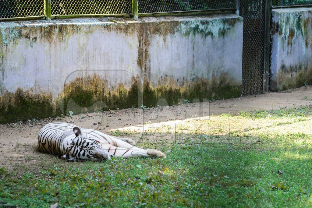 White tiger lying on ground  in Sanjay Gandhi Jaivik Udyan zoo