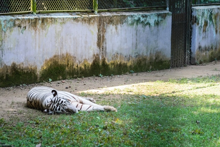 White tiger lying on ground  in Sanjay Gandhi Jaivik Udyan zoo