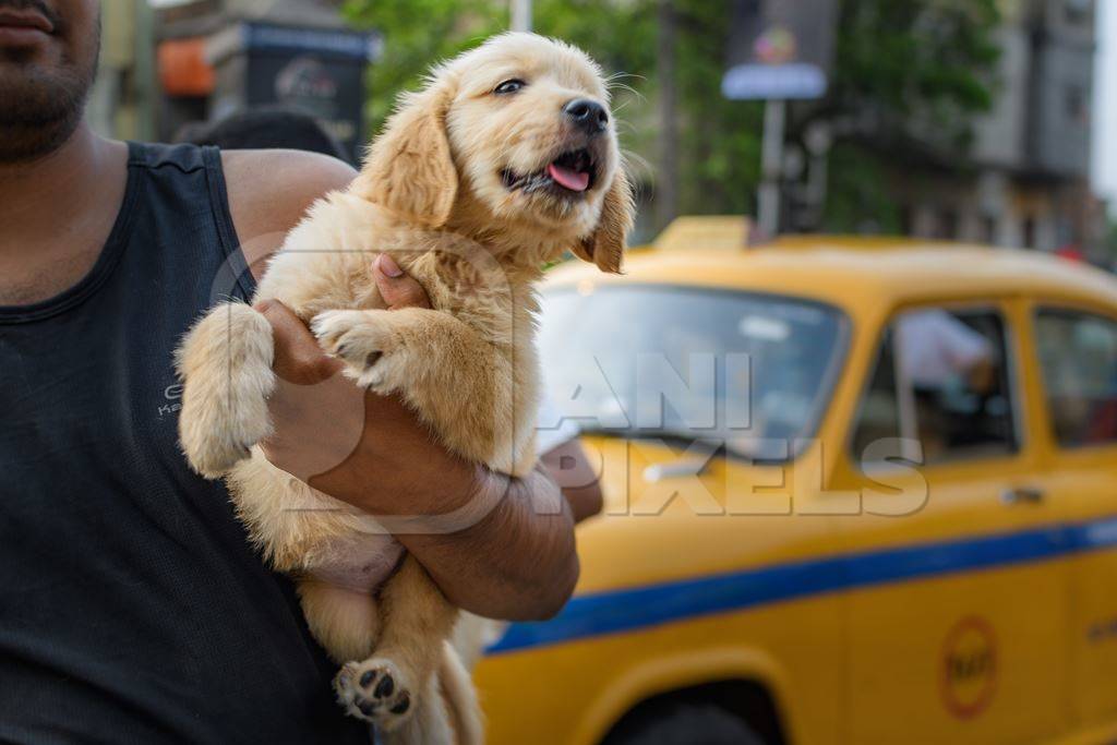 Pedigree or breed puppy dogs held up by dog sellers on the street at Galiff Street pet market, Kolkata, India, 2022