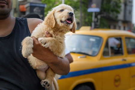 Pedigree or breed puppy dogs held up by dog sellers on the street at Galiff Street pet market, Kolkata, India, 2022