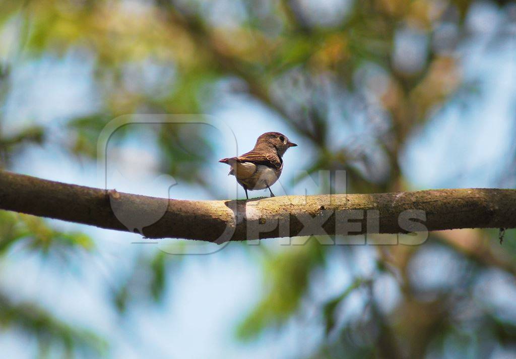 Small brown bird sitting on branch in Goa