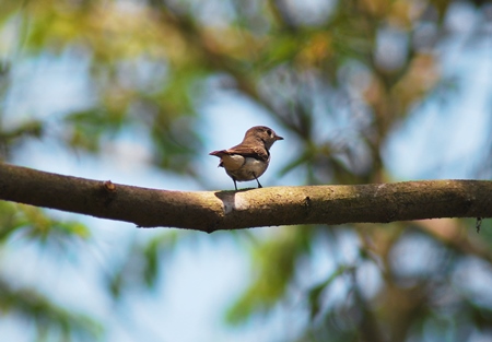 Small brown bird sitting on branch in Goa