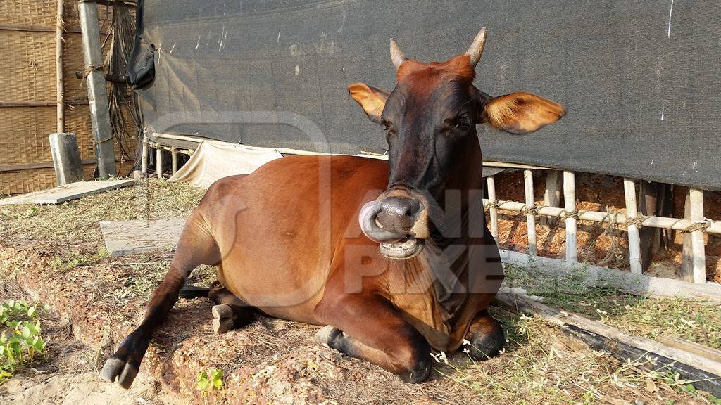 Cow sitting down near beach