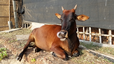 Cow sitting down near beach