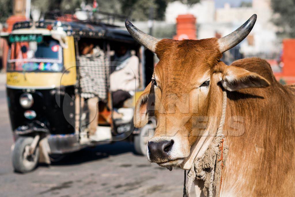 Brown street cow on street in Bikaner in Rajasthan with autorickshaw