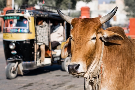 Brown street cow on street in Bikaner in Rajasthan with autorickshaw