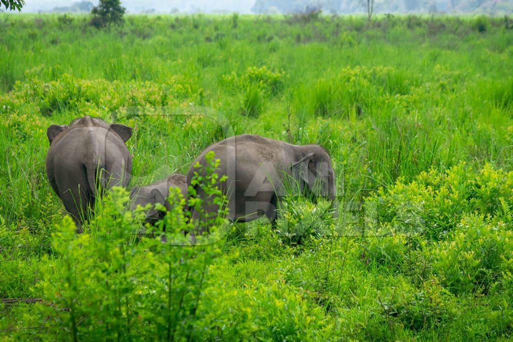 Indian elephants or Asian elephants in Kaziranga National Park in Assam in India
