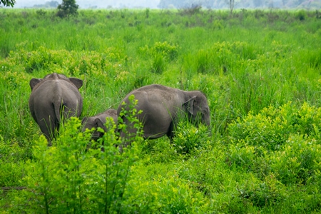 Indian elephants or Asian elephants in Kaziranga National Park in Assam in India