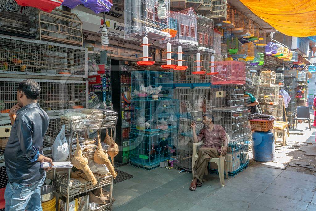 Stacks of cages containing exotic birds including Cockatoos  at Crawford pet market in Mumbai