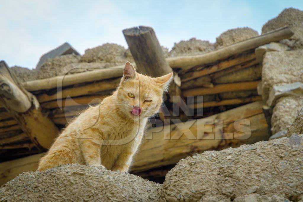 Ginger Indian street cat sitting on a wall in Ladakh in the Himalaya mountains of India