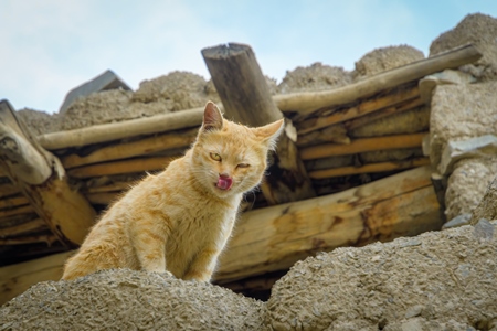 Ginger Indian street cat sitting on a wall in Ladakh in the Himalaya mountains of India