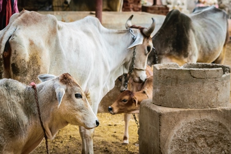 Cows and calves tied up in a Gaushala in Rajasthan