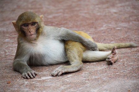 Macaque monkey relaxing on the ground
