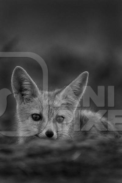 Indian fox in black and white