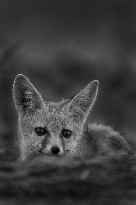 Indian fox in black and white