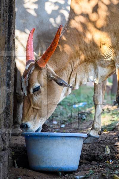 Indian street cows drinking water from a bowl in the village of Malvan, Maharashtra, India, 2022