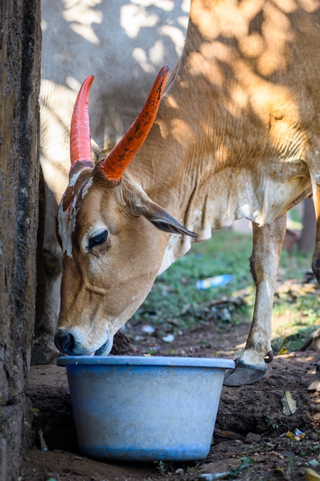 Indian street cows drinking water from a bowl in the village of Malvan, Maharashtra, India, 2022