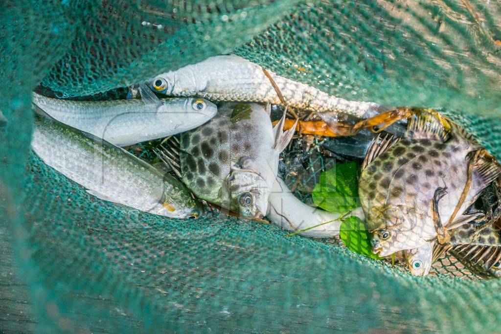Fish in fishing net at the Kochi fishing harbour