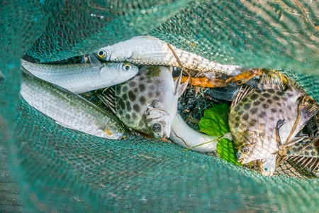 Fish in fishing net at the Kochi fishing harbour