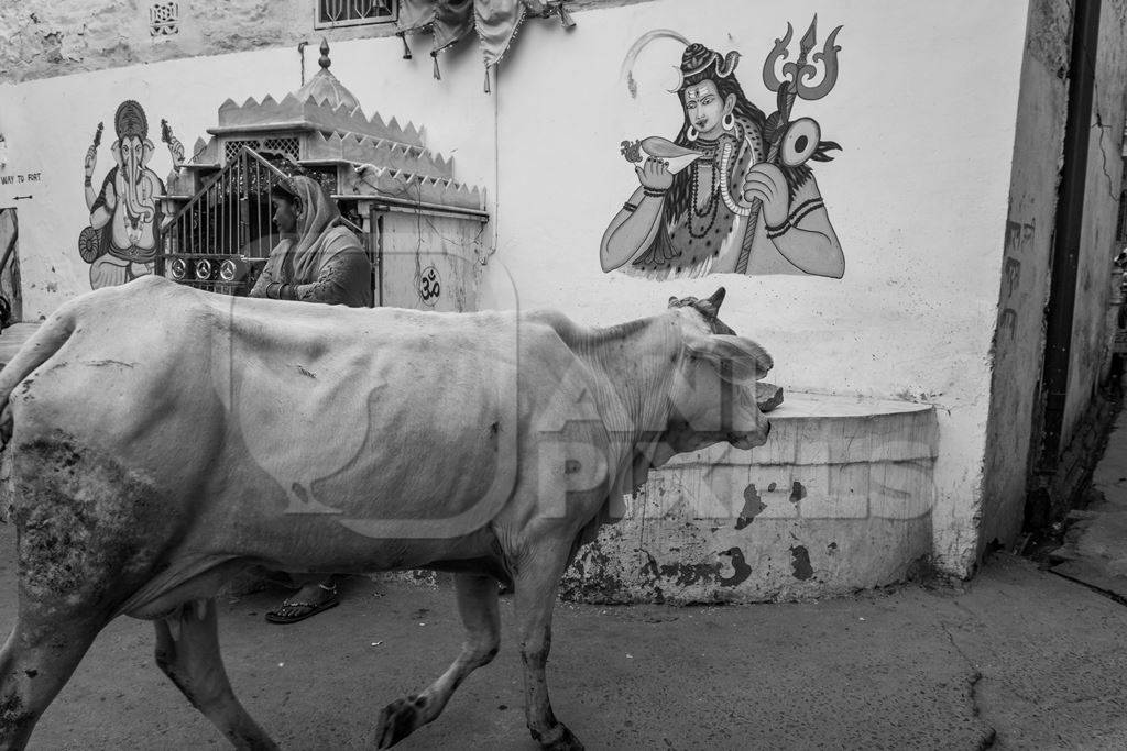 Street cow on street in Jodhpur in Rajasthan in India in black and white