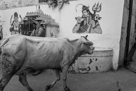 Street cow on street in Jodhpur in Rajasthan in India in black and white