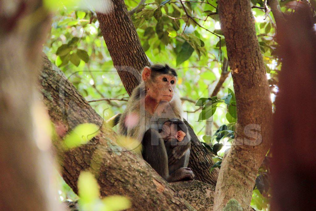 Macaque monkey sitting in a tree in the forest