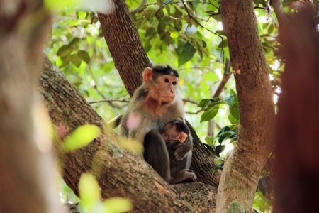 Macaque monkey sitting in a tree in the forest
