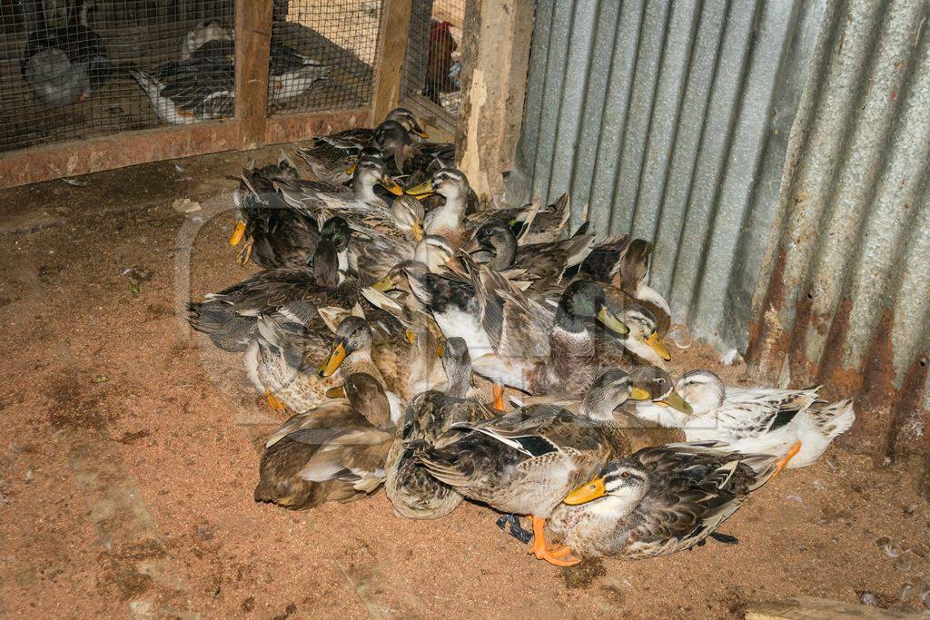 Ducks on sale for meat at an animal market