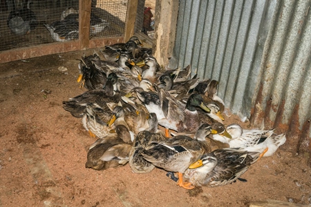 Ducks on sale for meat at an animal market