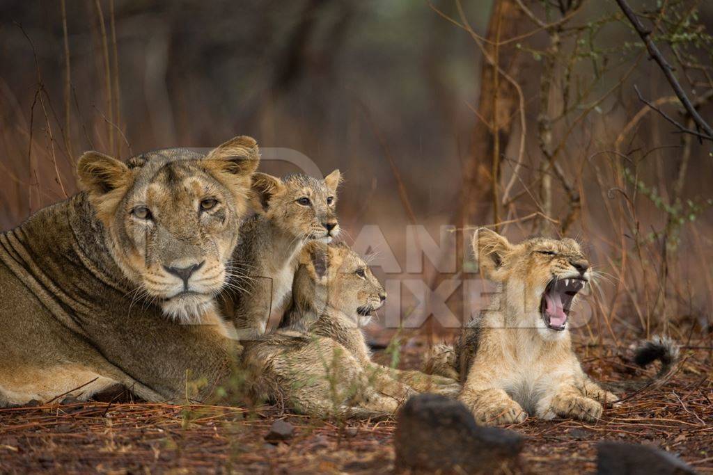 Asiatic lion family in Gir National Park