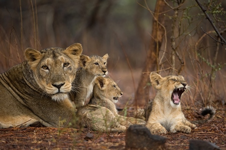 Asiatic lion family in Gir National Park