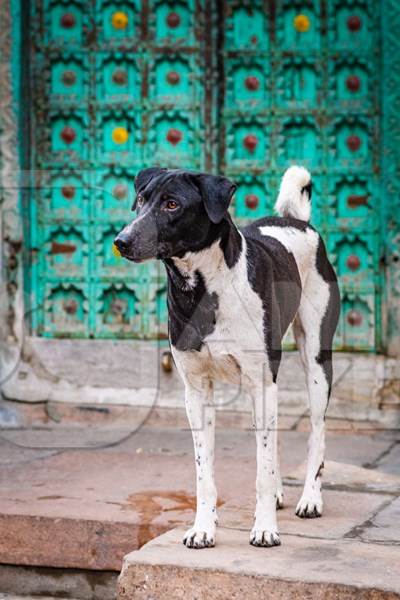 Indian street dog or stray pariah dog with green door background in the urban city of Jodhpur, India, 2022