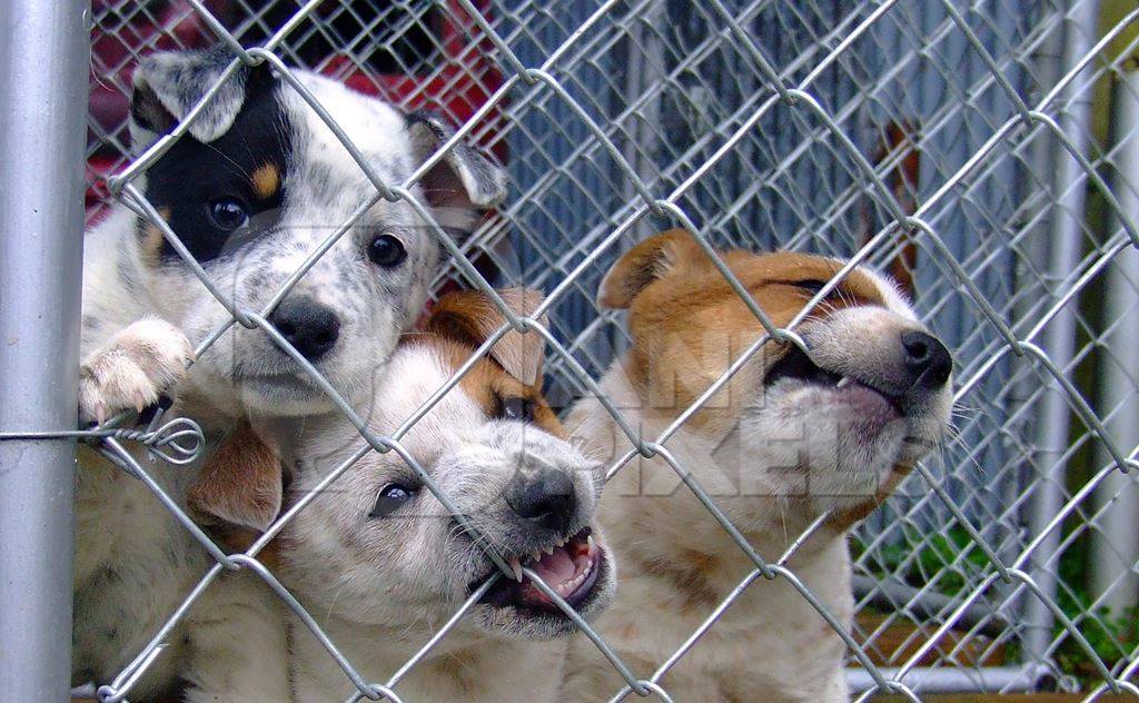 Three puppies in a cage at animal shelter biting the bars