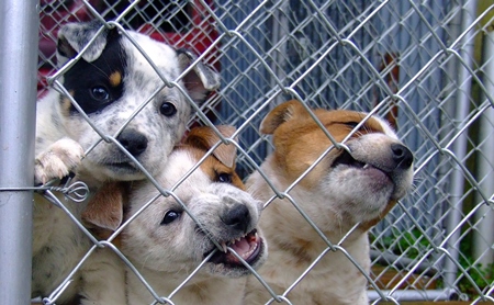 Three puppies in a cage at animal shelter biting the bars