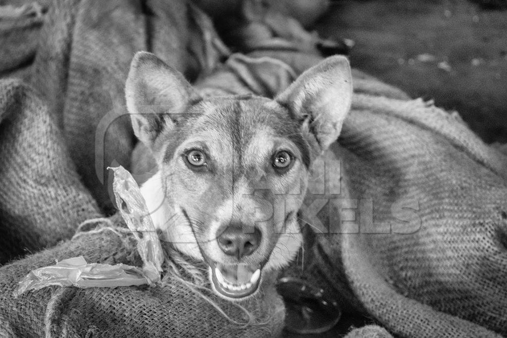 Dogs tied up in sacks on sale for meat at dog market in black and white