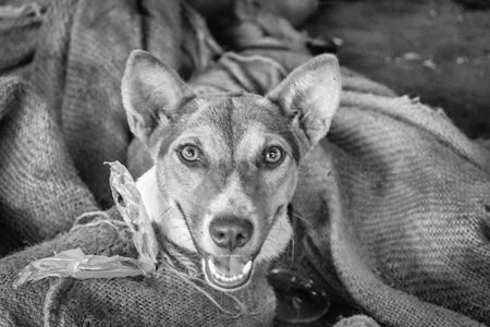 Dogs tied up in sacks on sale for meat at dog market in black and white