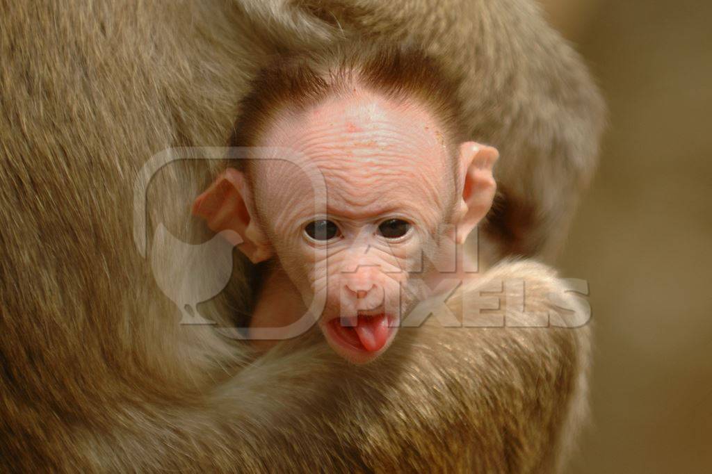 Baby monkey sticking his tongue out